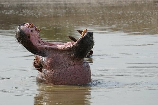 2 Day Guided Murchison Falls And Zziwa Rhino Trekking Safari - The hike to the top of the falls