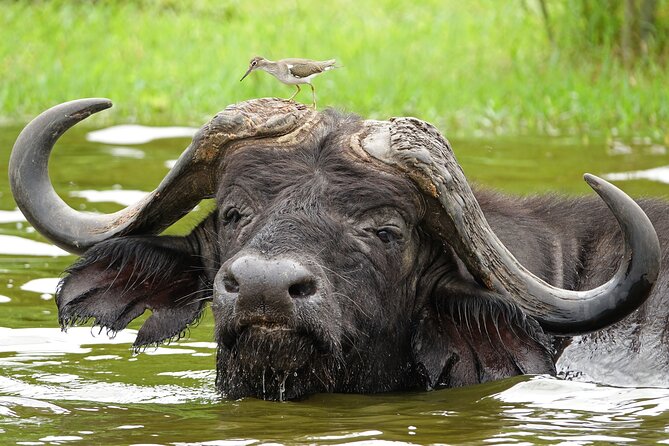 2 Day Guided Murchison Falls And Zziwa Rhino Trekking Safari - An early game drive across the savannah