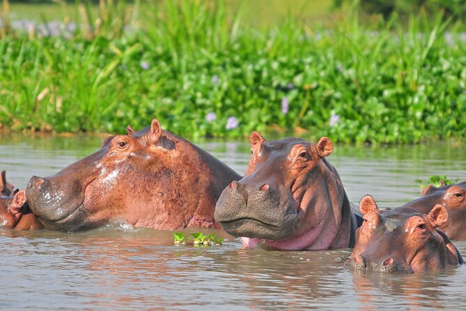 2 Day Guided Murchison Falls And Zziwa Rhino Trekking Safari - The pace, group size, and physical demands