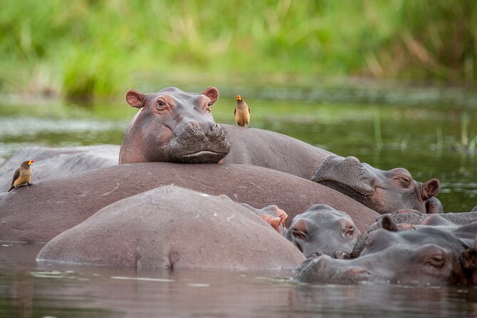 2 Day Guided Murchison Falls And Zziwa Rhino Trekking Safari - Seeing Murchison Falls from the Victoria Nile