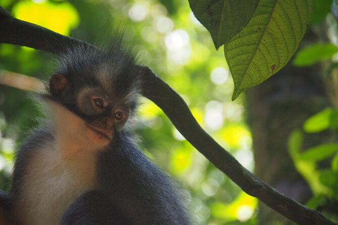 2-Day Jungle Trekking & Rafting in North Sumatra - A slower second morning in the national park