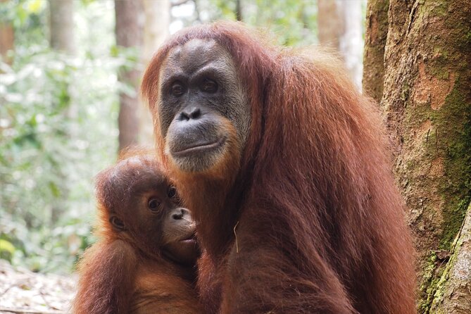 2-Day Jungle Trekking & Rafting in North Sumatra - Who will enjoy this trek most