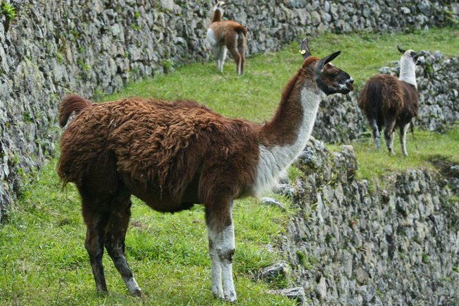 2 Day - Short Inca Trail to Machu Picchu - Group Service - The 5:30 a.m. bus and Machu Picchu tour