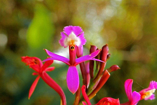 2 Day - Short Inca trail to Machu Picchu - Private Services - Wiñay Wayna, one of the route’s finest sites