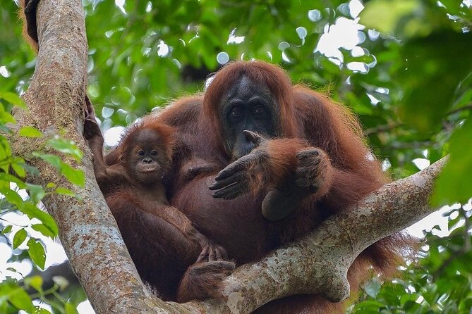 2 Days 1 Night Ethical Jungle Trekking - Key points before you book