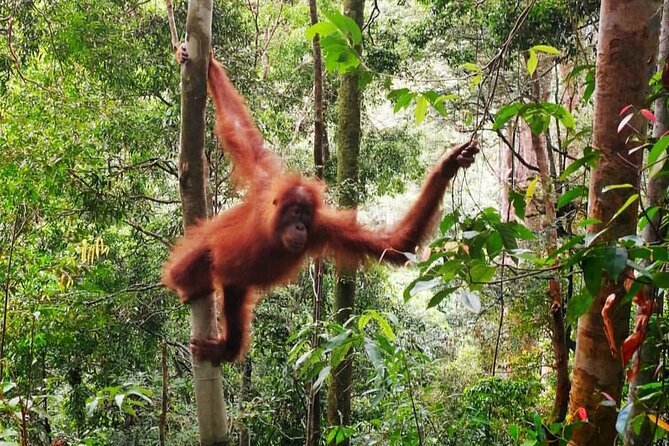 2 Days 1 Night Ethical Jungle Trekking - Why two days is better than a quick jungle walk