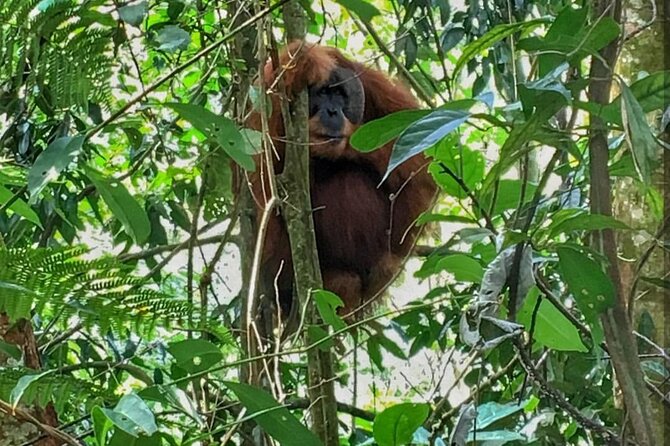 2 Days 1 Night Ethical Jungle Trekking - Day one: six to seven hours under the canopy