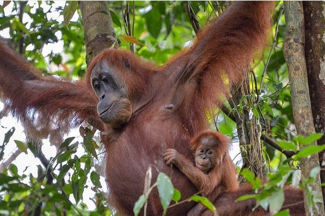2 Days 1 Night Ethical Jungle Trekking - Day two: plants, wildlife, and the return route