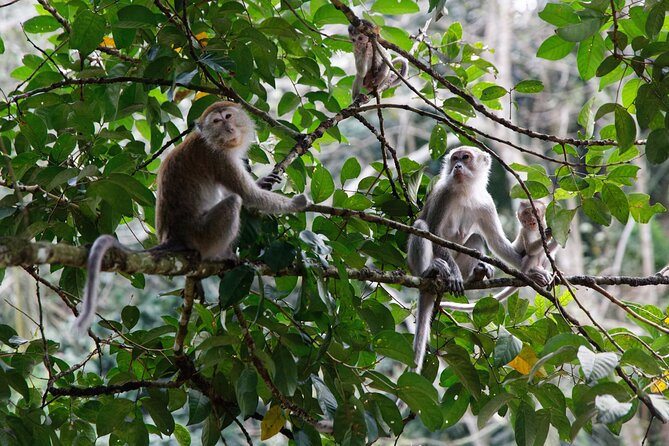 2 Days 1 Night Ethical Jungle Trekking - Who will enjoy this trek most