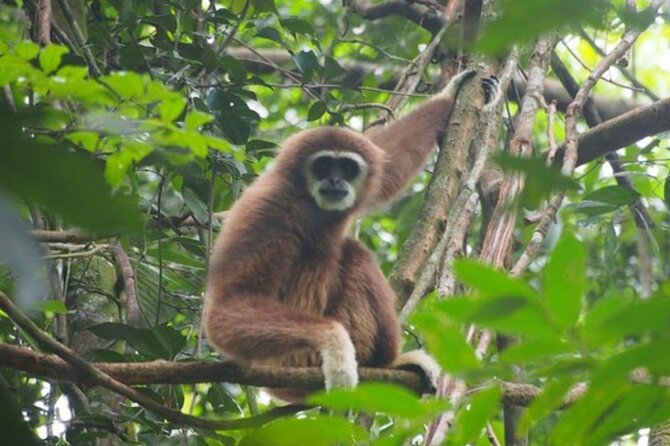2 Days 1 Night Ethical Jungle Trekking - Starting in Bukit Lawang at 8:30