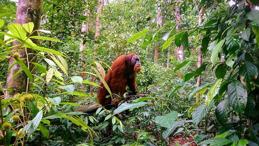 2 Days 1 Night Orangutan Trek Bukit Lawang - Why the long jungle walk is the point