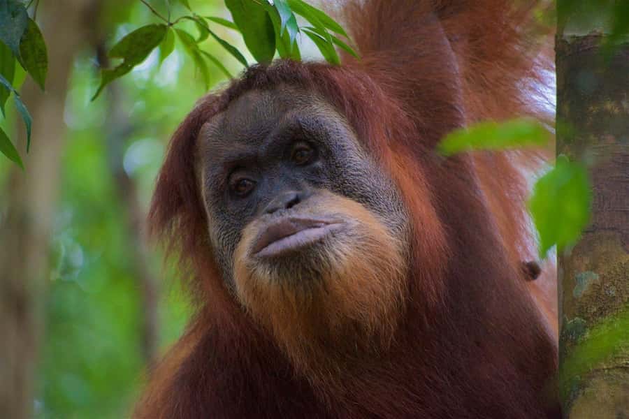 2 Days 1 Night Orangutan Trek Bukit Lawang - The second morning brings more choice