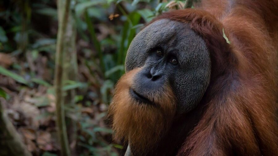 2 Days 1 Night Orangutan Trek Bukit Lawang - Should you book the Orangutan Trek?