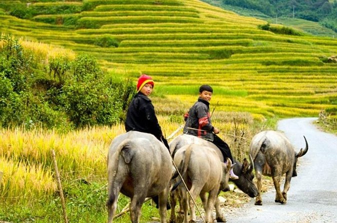2 Days 1 Night Sapa Trekking Group Tour at Homestay - What the $126 price really covers