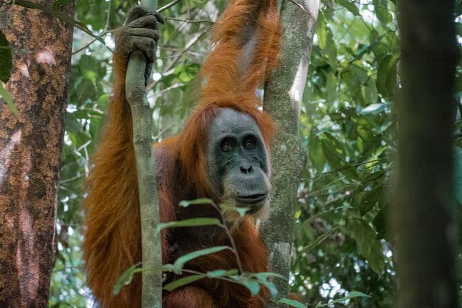 2 Days Ethical Jungle Trek in Sumatra - Key points at a glance