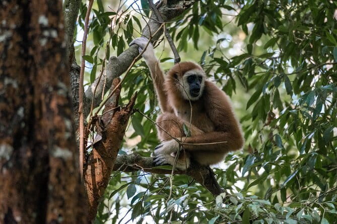 2 Days Ethical Jungle Trek in Sumatra - Why this trek is about more than an orangutan photo