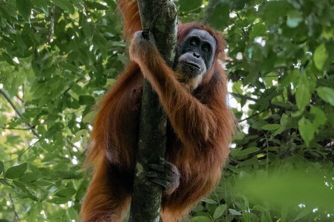 2 Days Ethical Jungle Trek in Sumatra - The first forest walk through Gunung Leuser