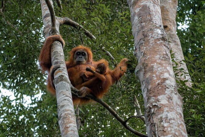 2 Days Ethical Jungle Trek in Sumatra - Wildlife watching without a guarantee