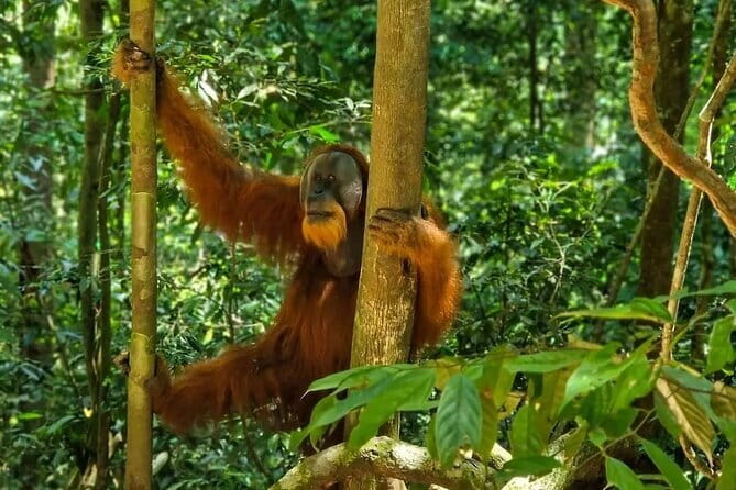 2 Days Ethical Jungle Trek in Sumatra - One night at a jungle campsite
