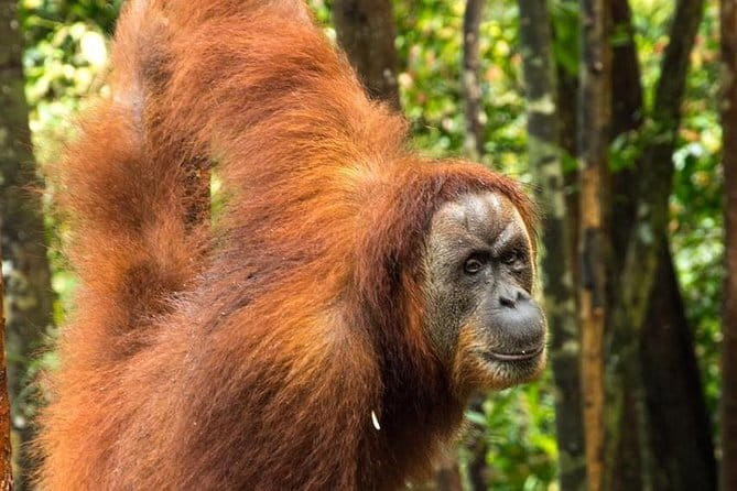 2 Days Ethical Jungle Trek in Sumatra - A closer look at the ethical claim