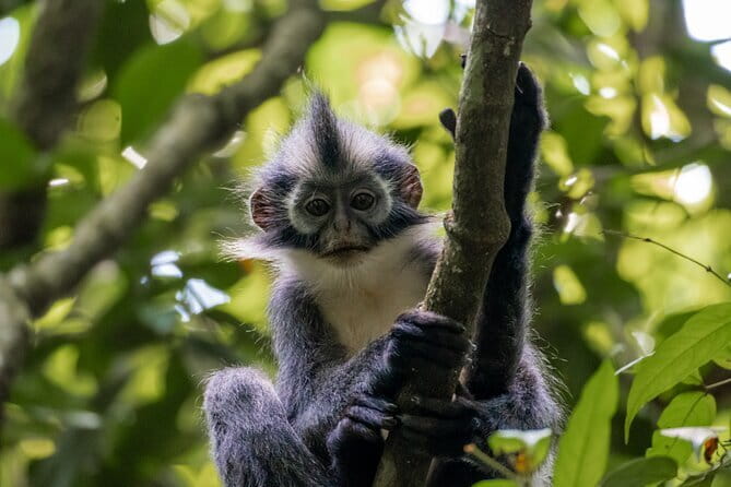 2 Days Ethical Jungle Trek in Sumatra - Starting at 9:00 in Bukit Lawang