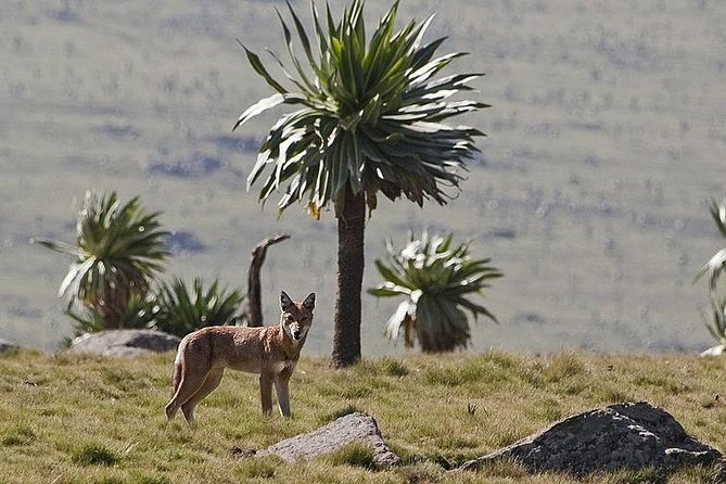 2 Days Simien Mountains Trekking - Why the Simien Mountains are worth two days