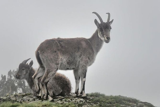 2 Days Simien Mountains Trekking - FAQ