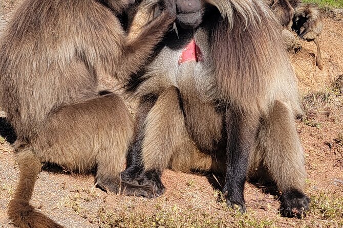 2 days trek around Lalibela - Wildlife, birds, and what you may actually see