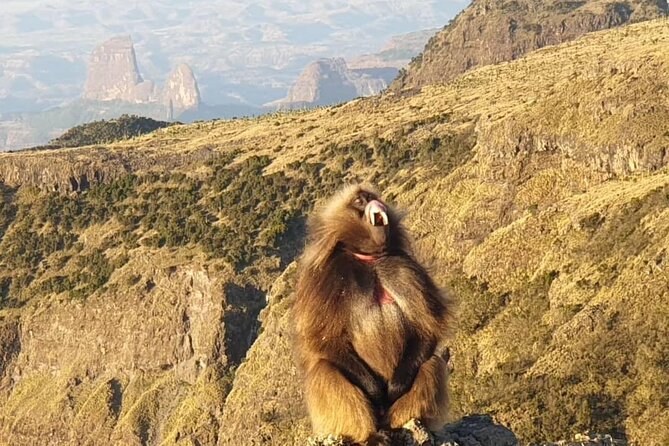 2 Nights 3 Days Trek to Semien Mountain - Key points before you book