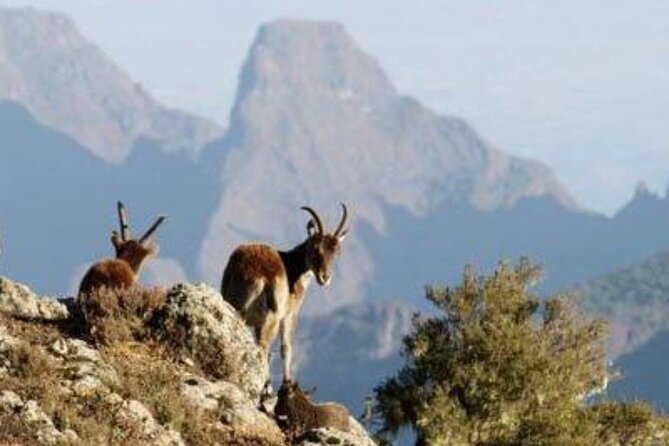 2 Nights 3 Days Trek to Semien Mountain - Day one: Gondar to Sankobar at 3,250 meters