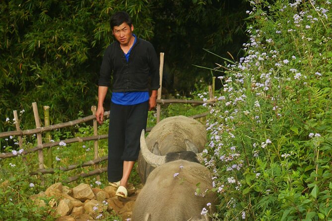 2D1N Buffalo trek by Hmong Sister House and Trekking - Day two: sunrise, rice fields, and the Red Dao village
