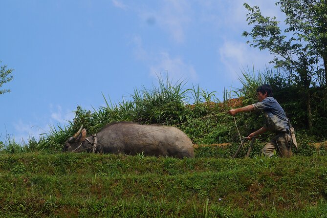 2D1N Buffalo trek by Hmong Sister House and Trekking - Who will get the most from this trek