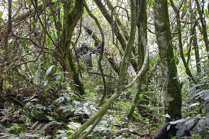 2days Bwindi NP gorilla trekking - What the private format changes