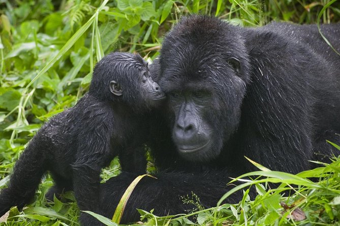 2days Bwindi NP gorilla trekking - Is $990 a fair price?