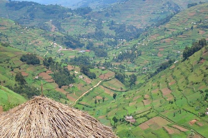2days Bwindi NP gorilla trekking - Fitness, timing, and what to prepare for