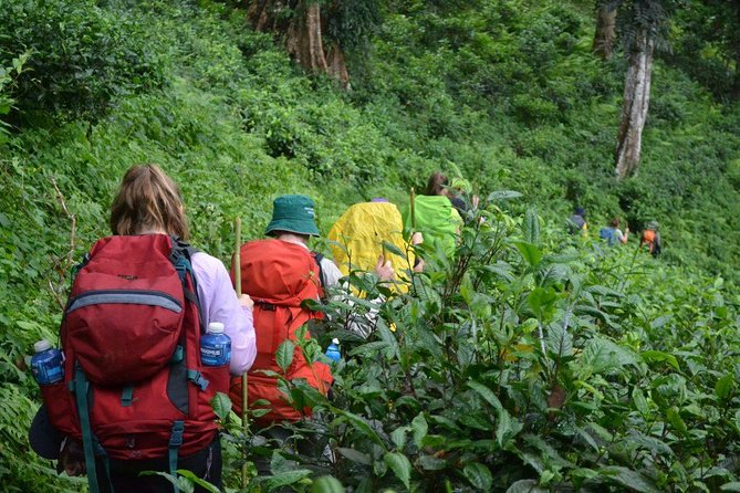 3-Day Chiang Dao Mountain Trek - Day one, bamboo forest and the first homestay