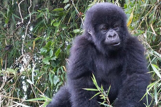 3-Day Climax Guided Gorilla Trekking Mist and Batwa Safari - Day 1: Kampala to Bwindi with the Equator on the way