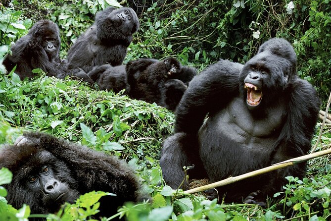 3-Day Climax Guided Gorilla Trekking Mist and Batwa Safari - Day 2: The gorilla trek at Bwindi
