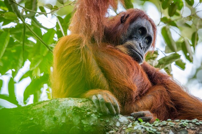3-Day Ethical Orangutan Jungle Trek | Bukit Lawang, Sumatra - Key points at a glance
