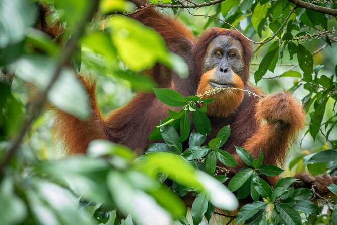 3-Day Ethical Orangutan Jungle Trek | Bukit Lawang, Sumatra - Three days in Gunung Leuser National Park