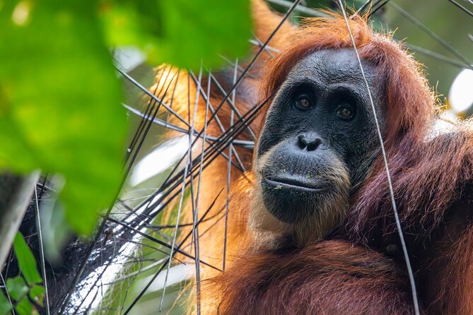 3-Day Ethical Orangutan Jungle Trek | Bukit Lawang, Sumatra - A physical trek, not a casual walk