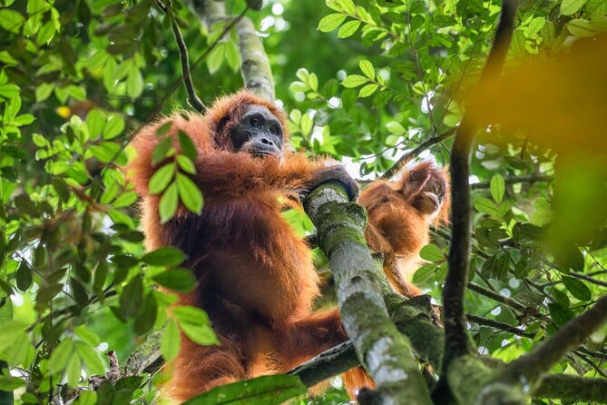3-Day Ethical Orangutan Jungle Trek | Bukit Lawang, Sumatra - Why the ethical promise matters