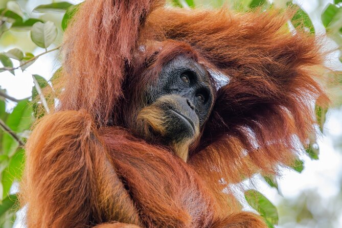3-Day Ethical Orangutan Jungle Trek | Bukit Lawang, Sumatra - Searching the trees for orangutans