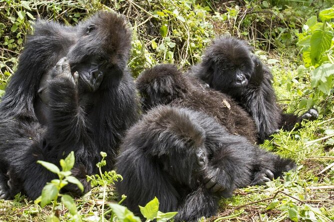 3 Day Gorilla Trek at Bwindi National Park via Kigali - Key points before you book