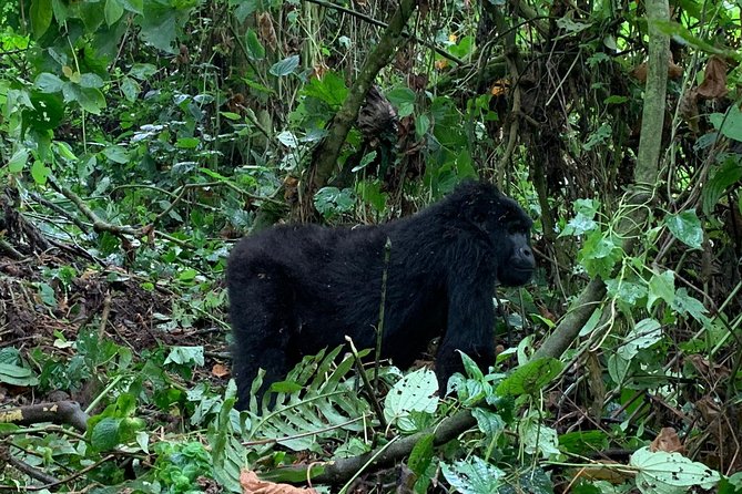 3 Day Gorilla Trek at Bwindi National Park via Kigali - What the $1,940 price covers