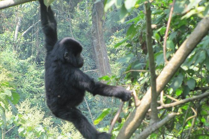 3-Day Gorilla Trekking Budget Safari in Uganda - Day 1: Entebbe to Bwindi with two worthwhile breaks
