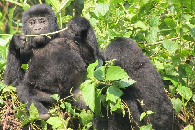 3-Day Gorilla Trekking Budget Safari in Uganda - What the $1,822 price really buys