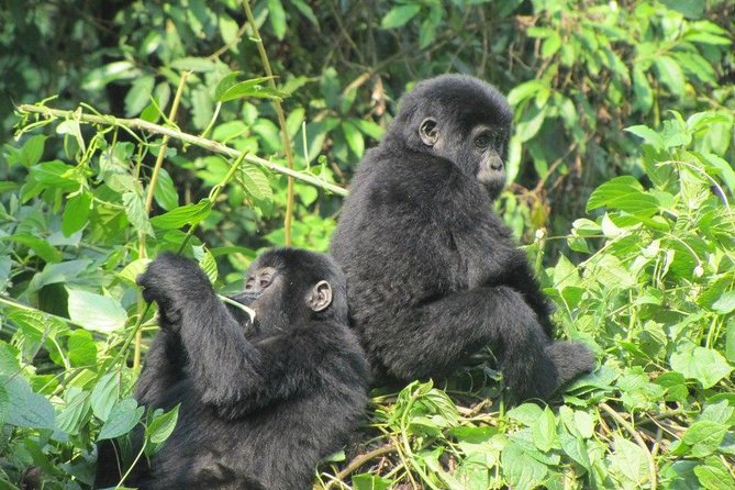 3-Day Gorilla Trekking Budget Safari in Uganda - Day 2: The gorilla trek and the forest briefing