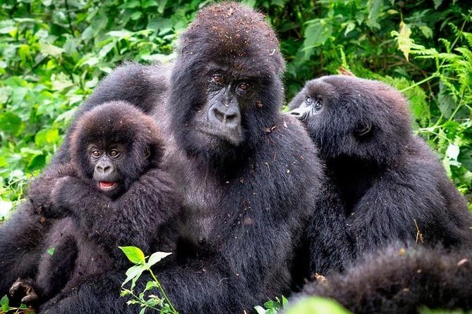 3-Day Gorilla Trekking Bunyonyi Mist Relaxation Safari - Why the gorilla hour is worth the hard work
