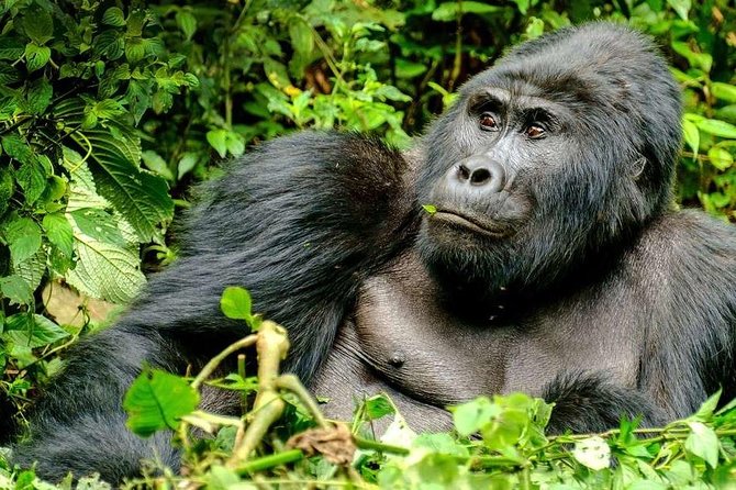 3-Day Gorilla Trekking Bunyonyi Mist Relaxation Safari - Day two: entering Bwindi for the gorillas